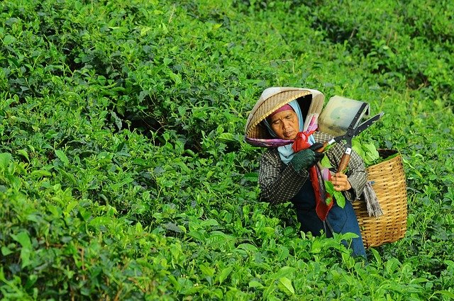 大田作物四情监测系统，让茶园种植搭上“科技快车”